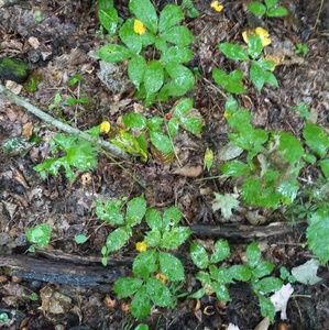 Meet your Posher, Allen